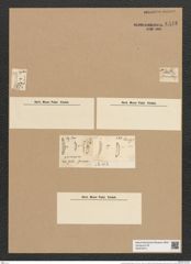Eunotia ehrenbergii Ralfs. (de-Toni-Nr.: Genus 104, Species 3186) Zeichnungen Sammlung Grunow Nr. 6548 (NHMW-BOT-W0375274)